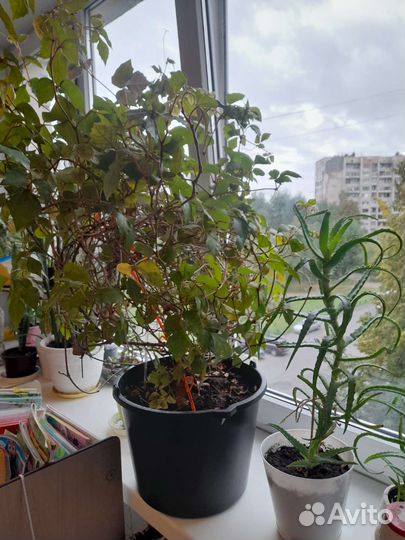 Роициссус (березка)