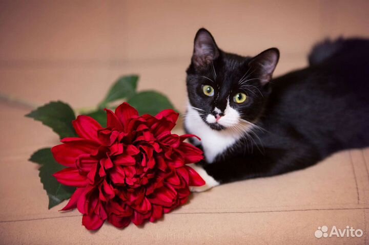 Очаровательная кошечка Мишелька в добрые руки