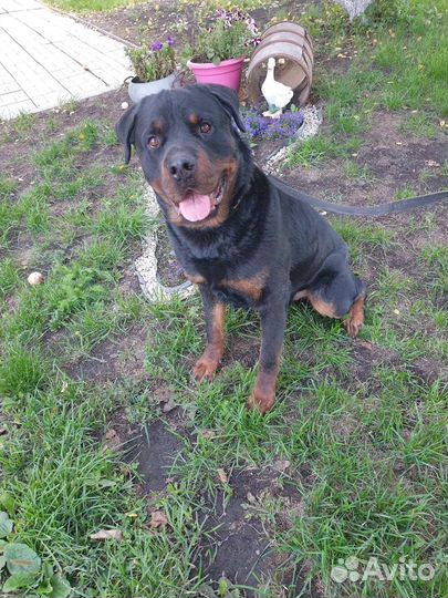 Вязка ротвейлера