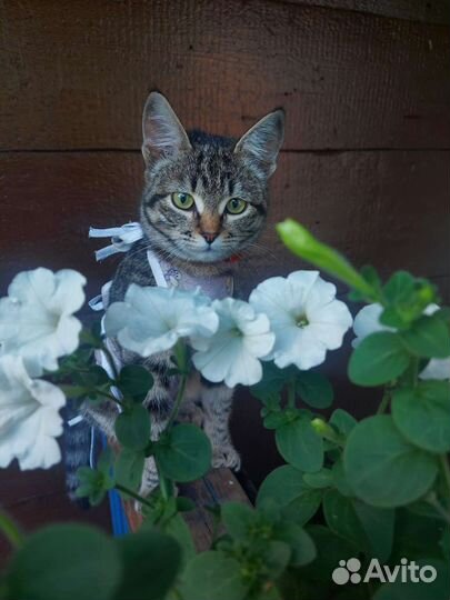 Кошка в дар