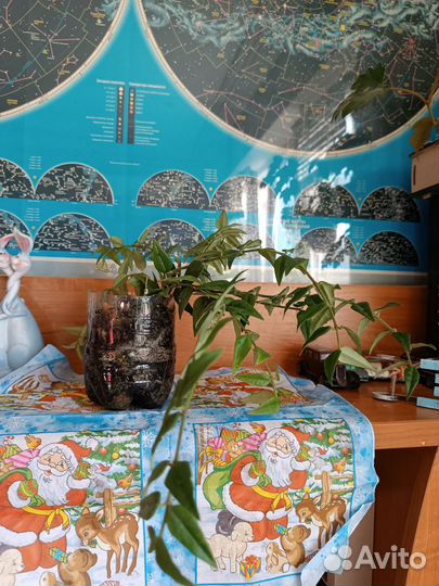 Хойя Белла прекрасная