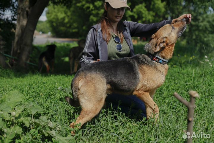 Собака в добрые руки