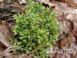 Исландский мох