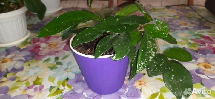 Продам цветы комнатные