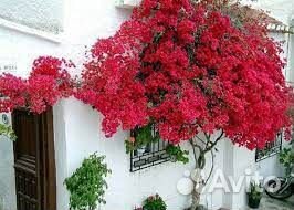 Бугенвилея, черенки и саженцы читай текст