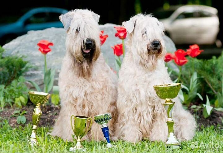 Собака терьер