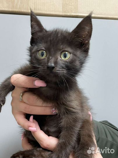 Мальчик 2 мес