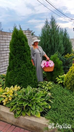 Гибискусы редких сортов