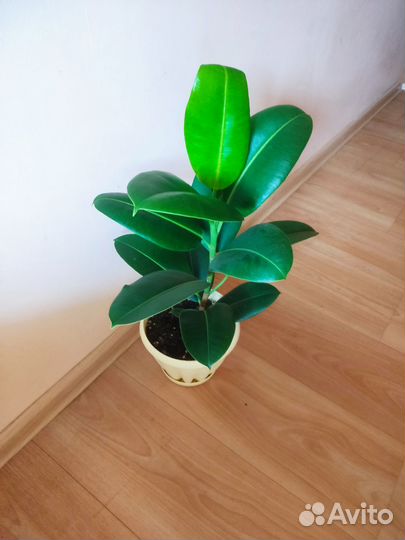 Продам комнатное растение Фикус