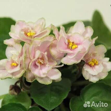 Сортовые фиалки