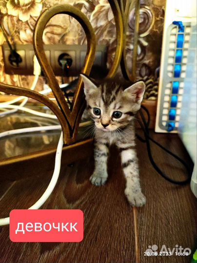 Котята