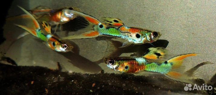 Рыбки гуппи