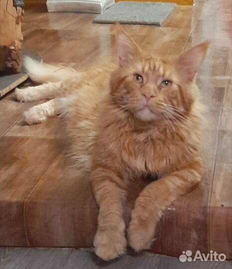 Кот мейн-кун вязка