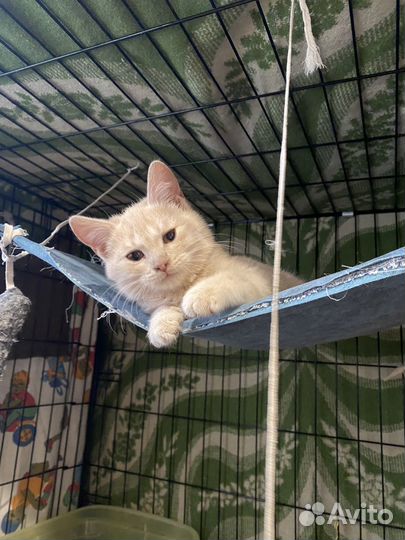 Котята мальчики