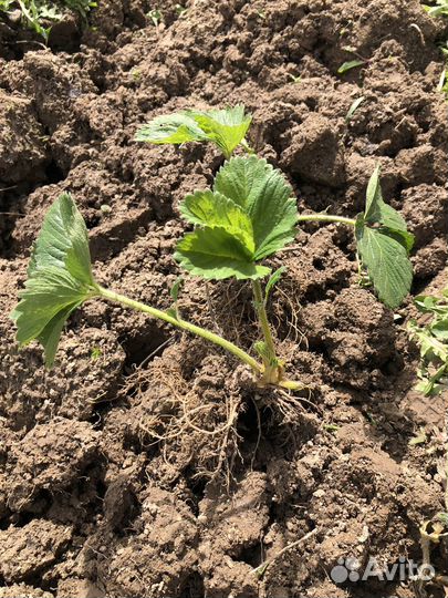 Рассада клубники