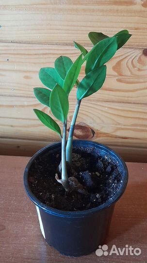 Замиокулькас