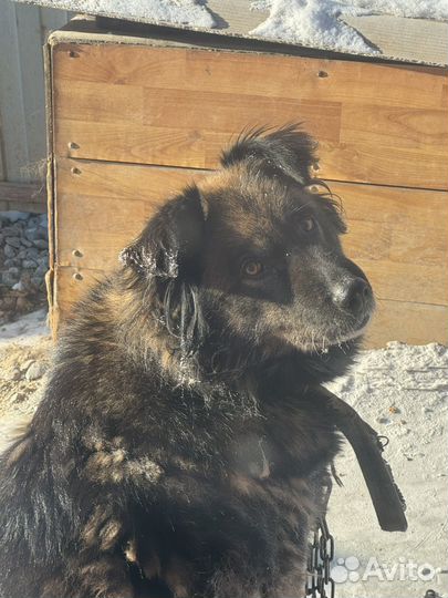 Отдам щенка в добрые руки