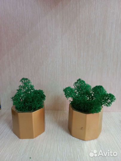 Картина из стабилизированного мха