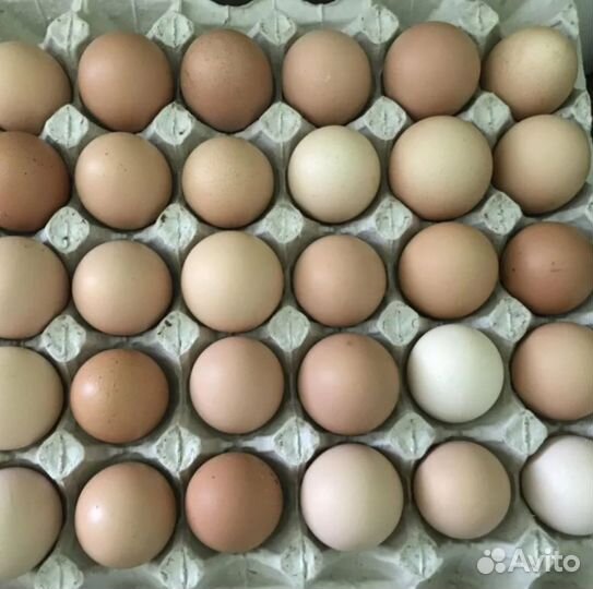 Домашние куриные яйца оптом
