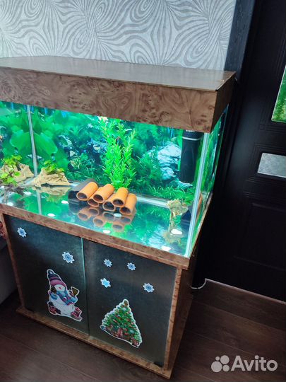 Аквариум с тумбой и номерными сомами