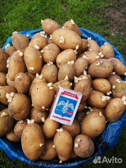 Семенной картофель