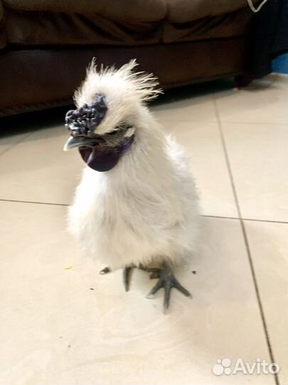 Петух порода Китайский шелковый 6 месяцев