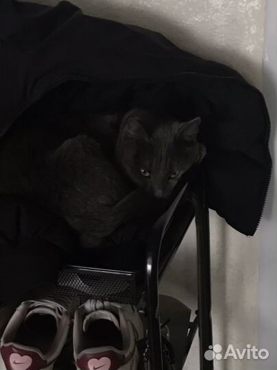 Серая кошка