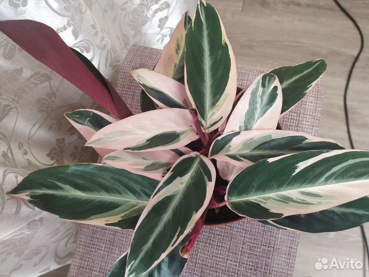 Строманта триколор