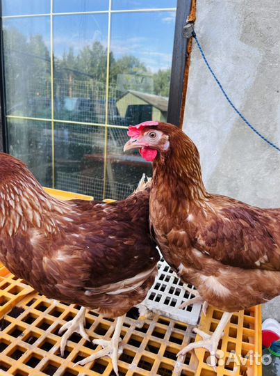 Куры несушки коричневые Хайсекс Ломан Браун