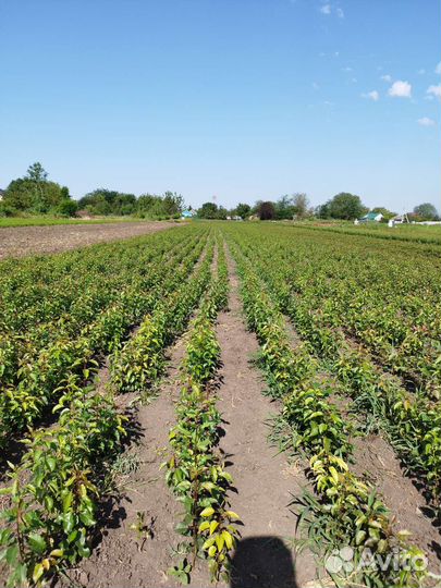 Продам подвой груши