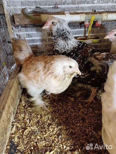 Курочки, перепелки