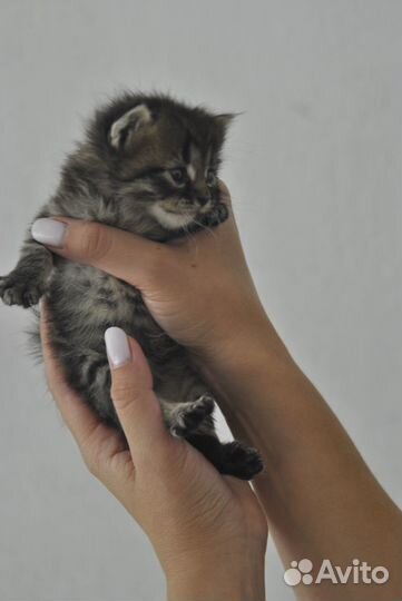 Котята в добрые руки бесплатно