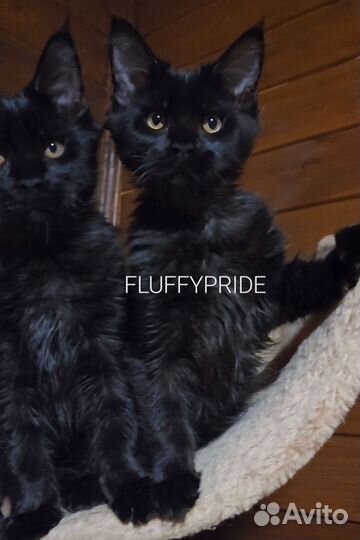 Мейн-кун котята. Питомник fluffypride