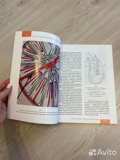 Атлас ультразвуковой диагностики органов мошонки