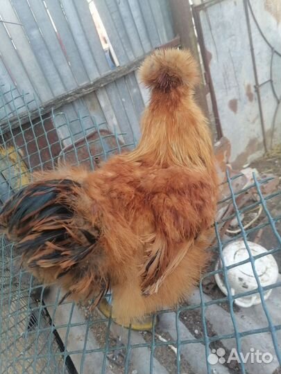 Китайские шелковые куры