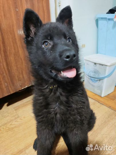 Щенок чёрный немецкой овчарки
