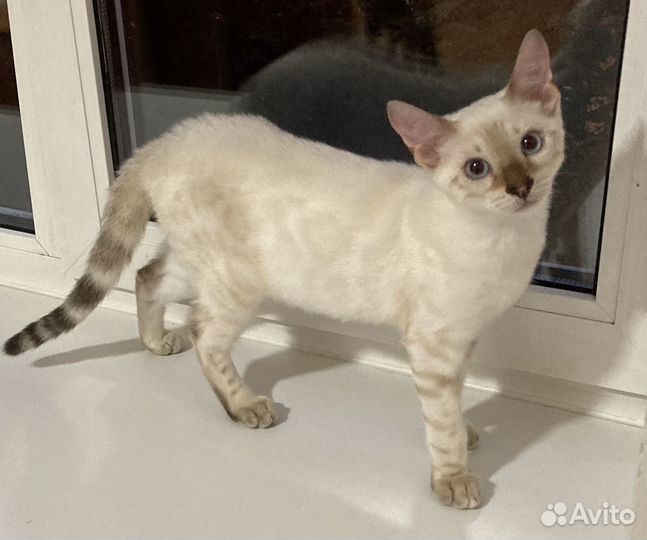 Бенгальский котик с документами