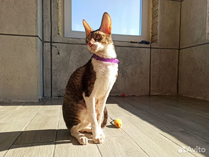 Передержка для Кошек и Котов (котоотель)