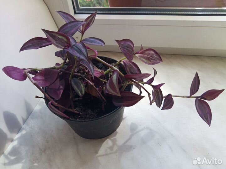 Традесканция зебрина