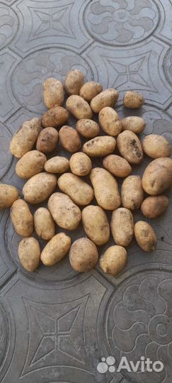 Продаю картофель