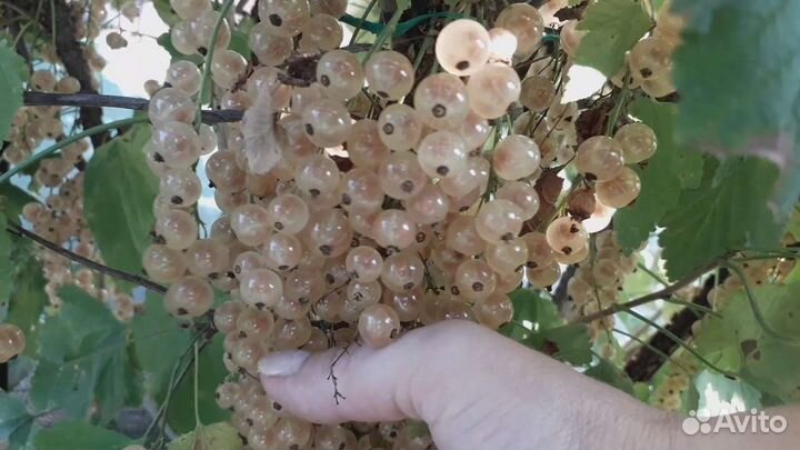 Саженцы смородины