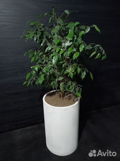 Вазоны, Горшки, Кашпо под заказ из бетона