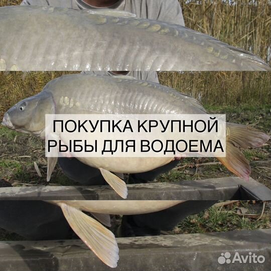 Крупная рыба карп, сазан и другие