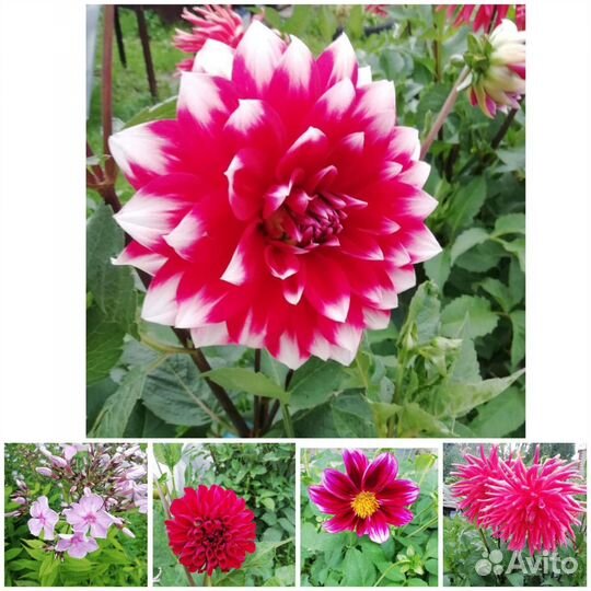 Ирисы, лилии, хосты, вербейник и др. Чёрная малина