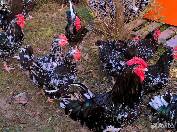 Инкубационное яйцо кур Австралорп, Аврора