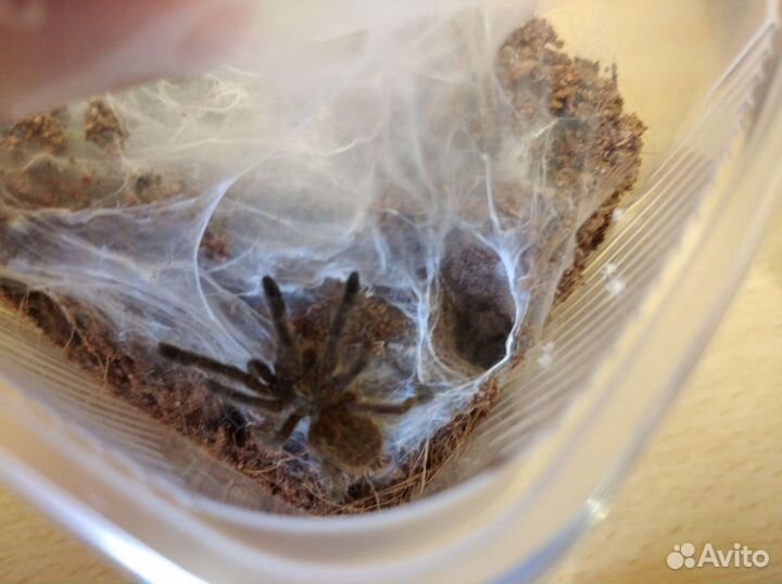 Пауки птицееды