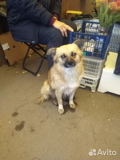 Милая девочка, потеряшка