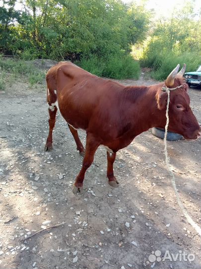 Продаю двух тёлок