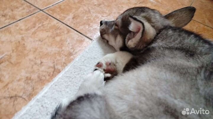 Хаски с корги