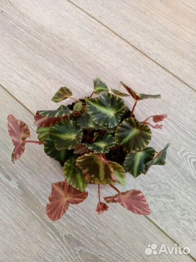 Бегонии Краклин Рози, Клеопатра